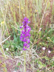 Lobelia fenestralis