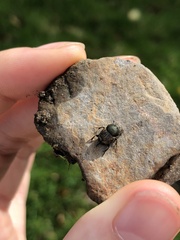 Onthophagus coenobita