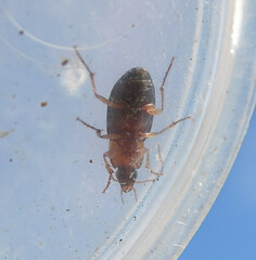 Calathus melanocephalus