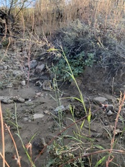 Muhlenbergia microsperma