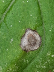 Botryosphaeria dothidea