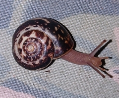 Hygromiidae
