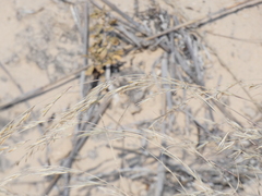 Stipagrostis ciliata