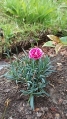 Dianthus caryophyllus