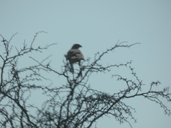 Melierax canorus argentior