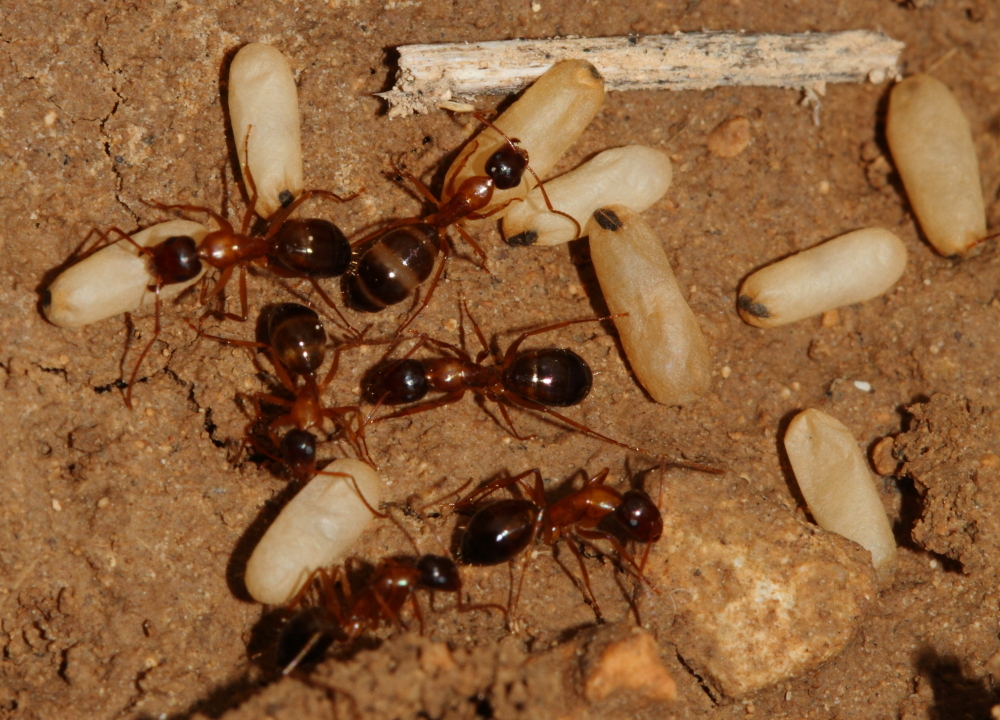 Camponotus oertzeni