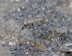 Ellipsoptera cuprascens
