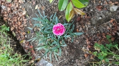 Dianthus caryophyllus