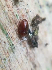 Mycetaea subterranea