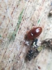 Mycetaea subterranea