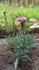 Dianthus caryophyllus