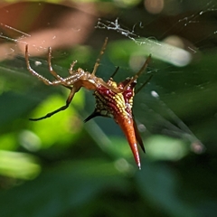 Micrathena militaris