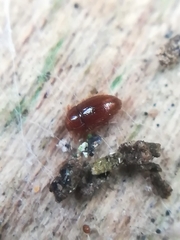 Mycetaea subterranea