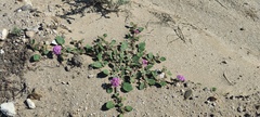 Abronia villosa villosa
