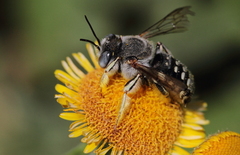 Anthidium