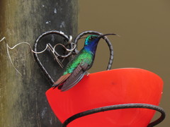 Campylopterus falcatus