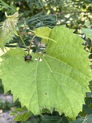 Vitis riparia