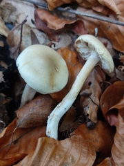 Collybiopsis peronata