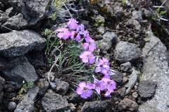 Dianthus repens