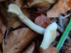 Collybiopsis peronata