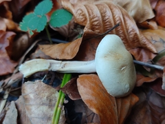 Collybiopsis peronata