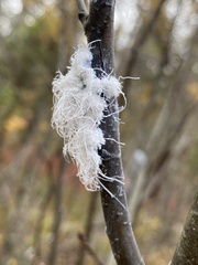 Prociphilus tessellatus