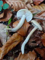 Collybiopsis peronata