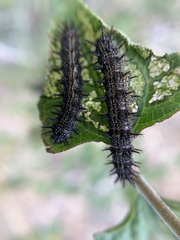 Chlosyne californica