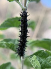 Chlosyne californica