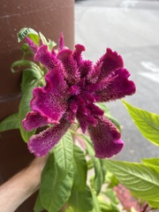 Celosia