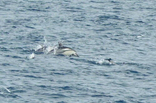 Short-beaked common dolphin