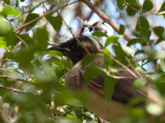Psilorhinus morio