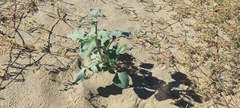 Helianthus petiolaris canescens