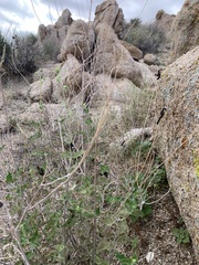 Chlosyne californica