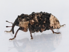 Cryptorhynchus lapathi