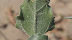 Helianthus petiolaris canescens