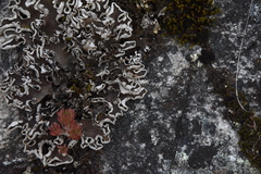 Peltigera malacea