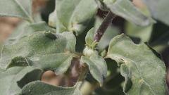 Helianthus petiolaris canescens