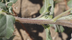 Helianthus petiolaris canescens