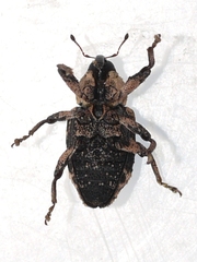Cryptorhynchus lapathi