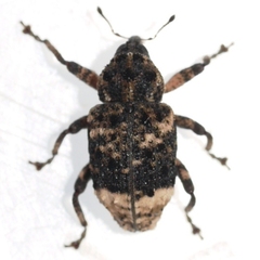 Cryptorhynchus lapathi