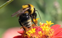 Bombus argillaceus