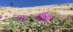 Abronia villosa villosa