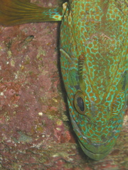 Tigrigobius nesiotes