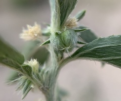 Ditaxis serrata
