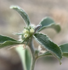 Ditaxis serrata