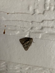 Phosphila turbulenta