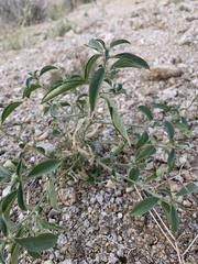 Ditaxis serrata