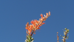 Fouquieria splendens splendens