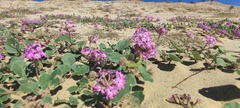 Abronia villosa villosa